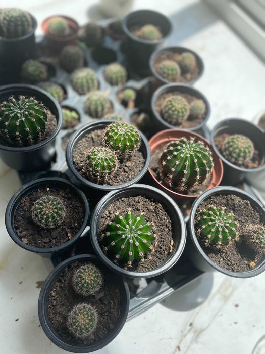 Различни кактуси в саксия по избор. Кактусите са цъфтящи.