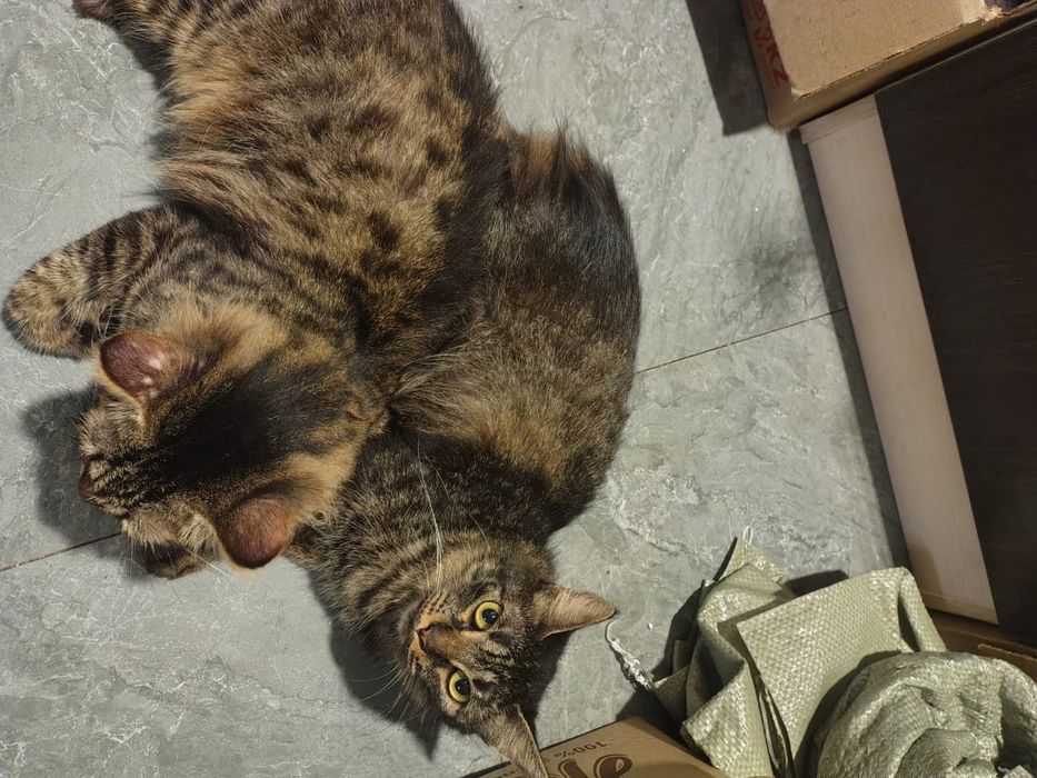 Отдам полумейнкунов