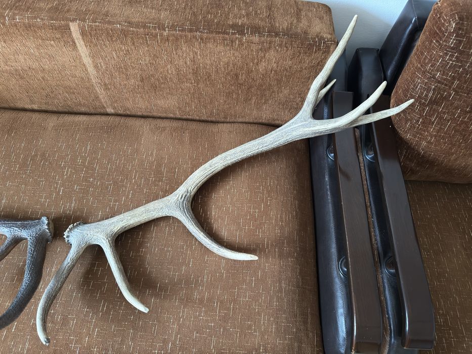 Trofeu coarne de cerb