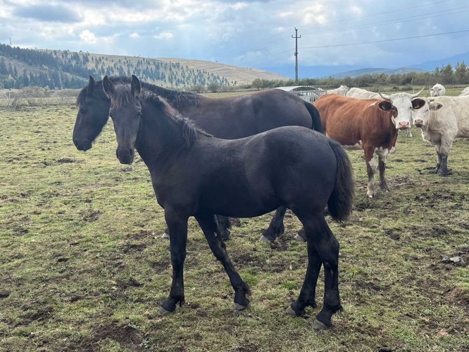 Manz frizian(friesian) 6 luni