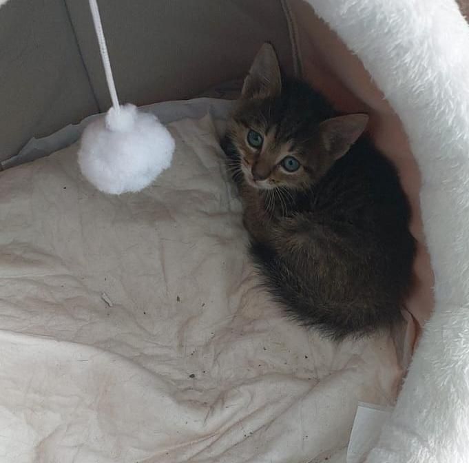 Отдадим котёнка.