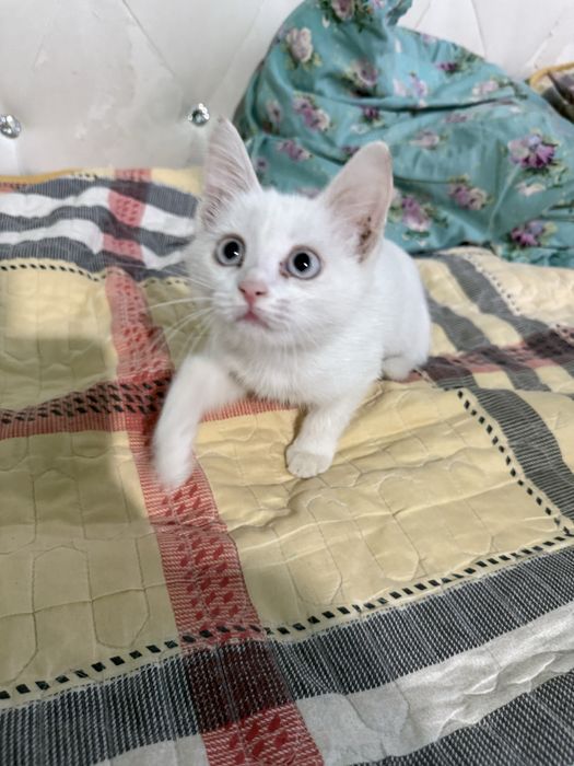Кошка белый девочка.