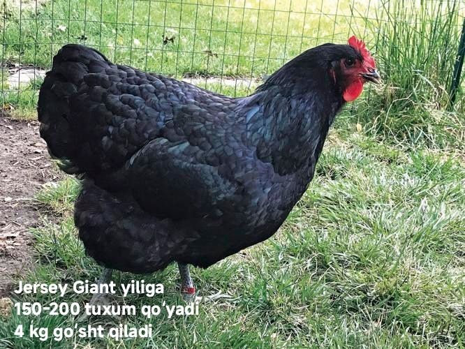 Tovuqlar olamiz !!! товук оламиз