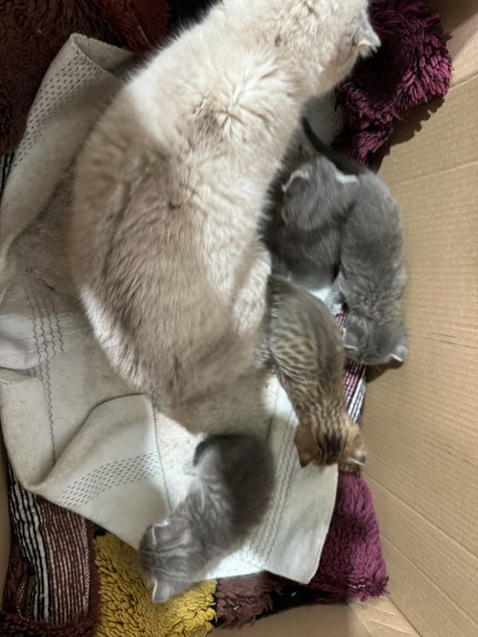 Продам котят шотладнские