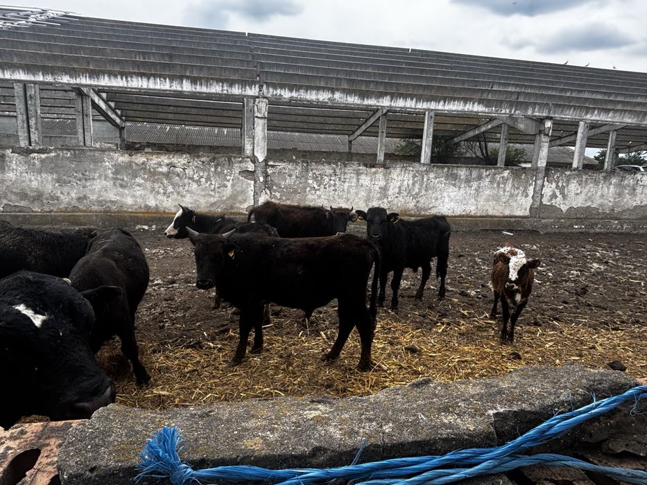 Bovine de vanzare