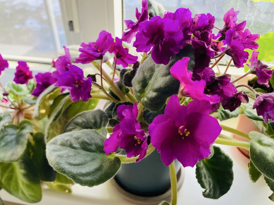 Очень красивые Цветы фиалки