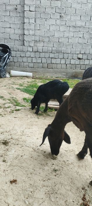 Ona bola qoʻy sotiladi