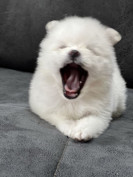 Щенки шпица на 8 марта для любимых