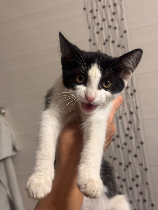 Adopție pisici abandonate