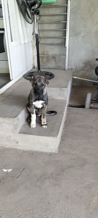 КАНГАЛ щенок  3 месяцев