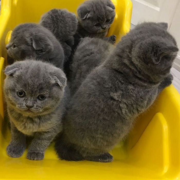 Вислоухие Шотландские котята
