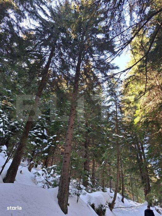 Complex turistic eco-integrat – Predeal (Trei Brazi)