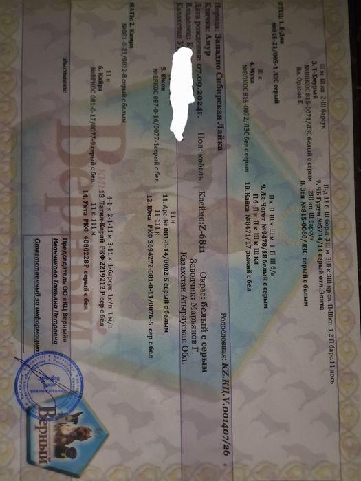 Продам Щенки лайки