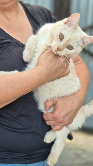 Молодой котик(примерно 1 год)