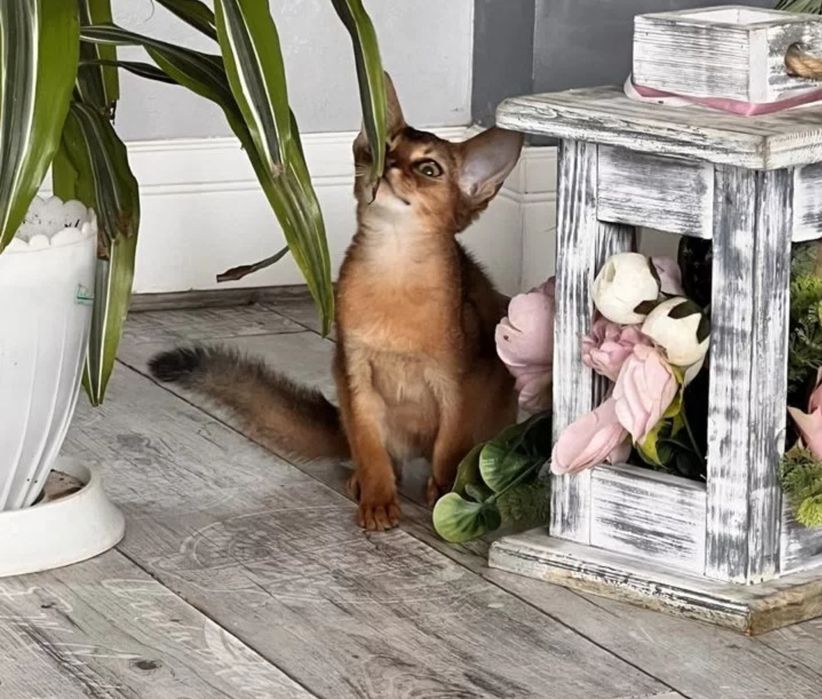 Абиссинские котята