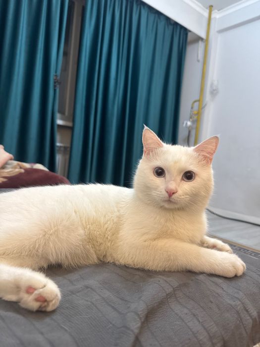 Кошка, мальчик МУИЗ