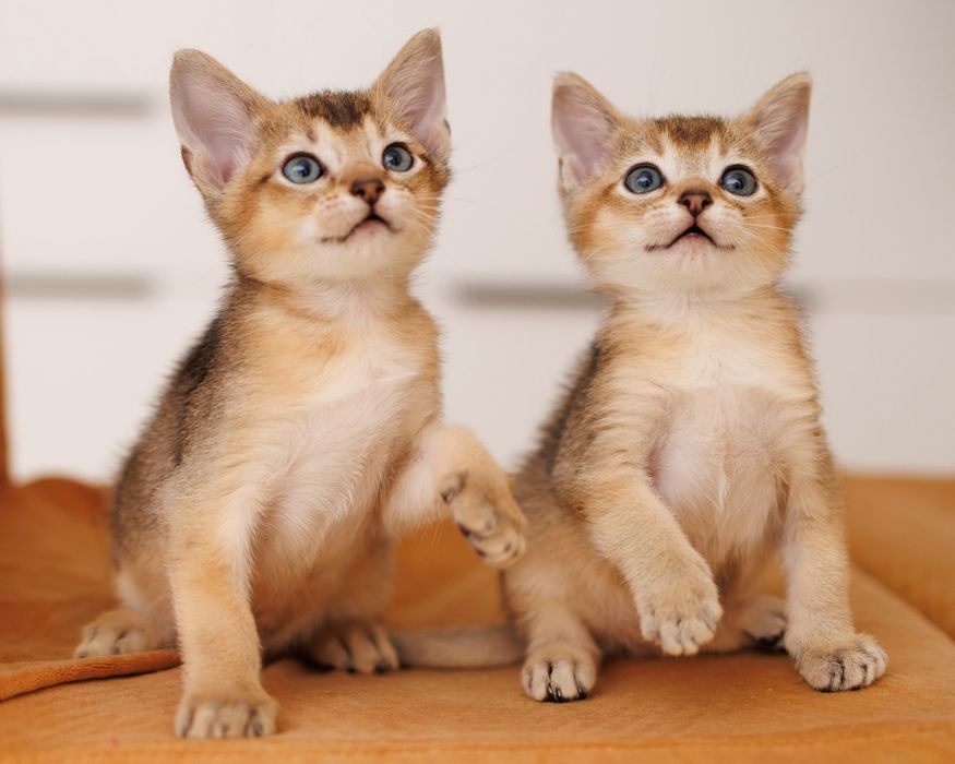 Котята Чаузи  чистые линии SBT