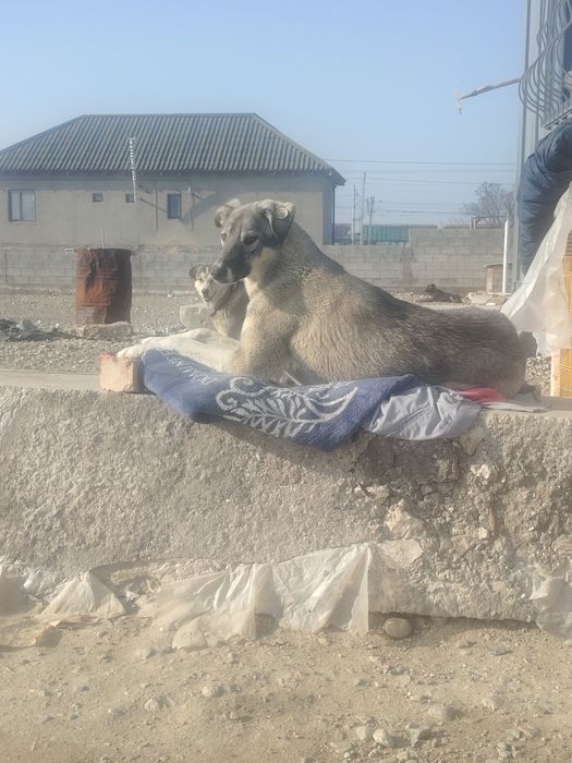 Девочка, 1 год стерелизована