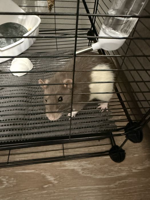 Декоративные крысы