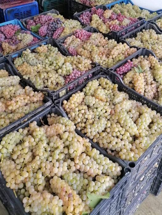 Vindem struguri albi și negru de vin