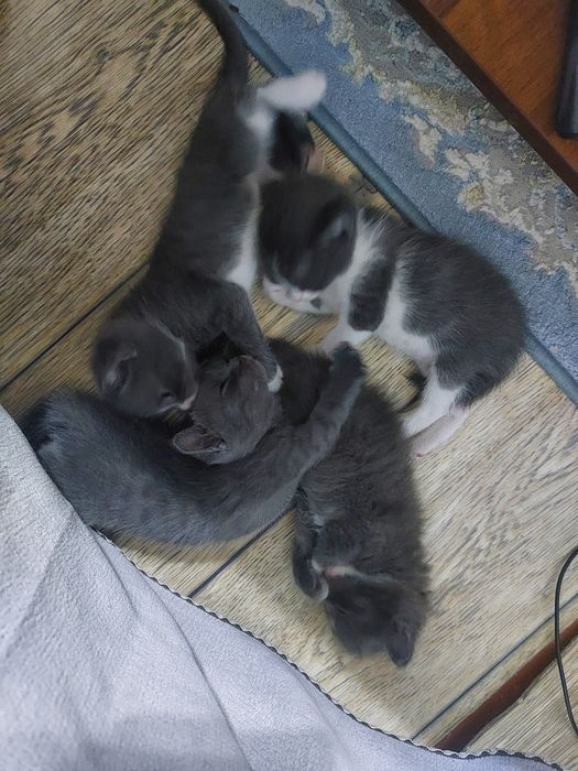 Отдам в добрые руки. Котята 3 недели