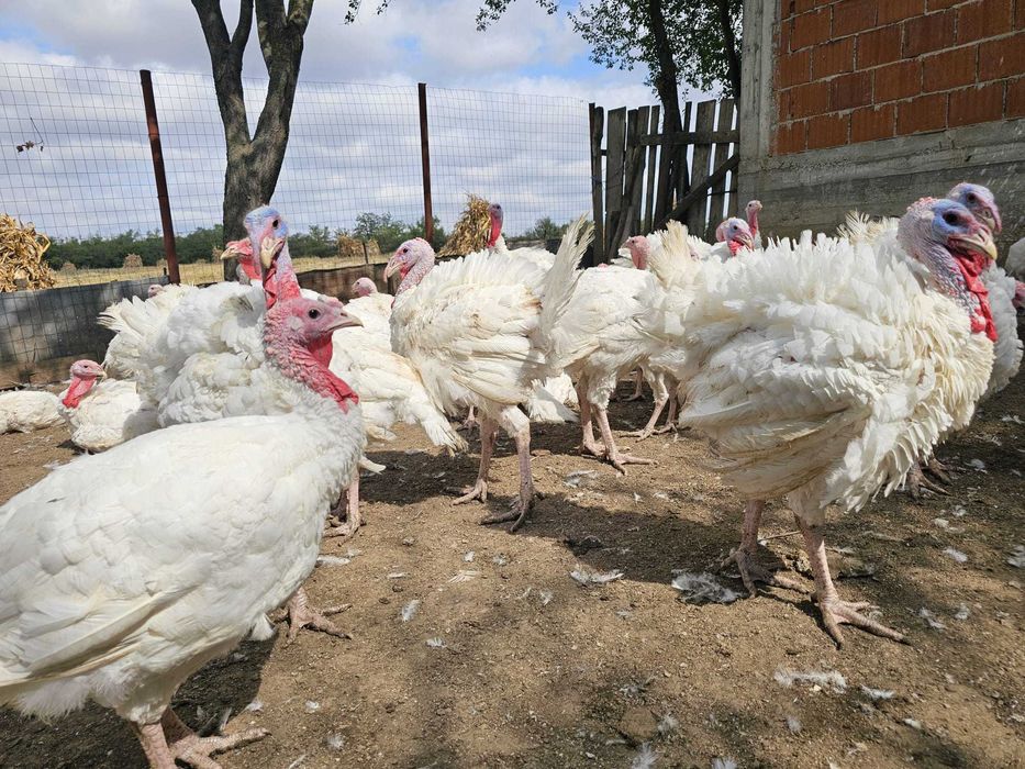 Curcani albi de carne