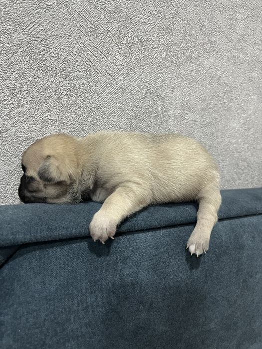 Щенки Француского бульдога