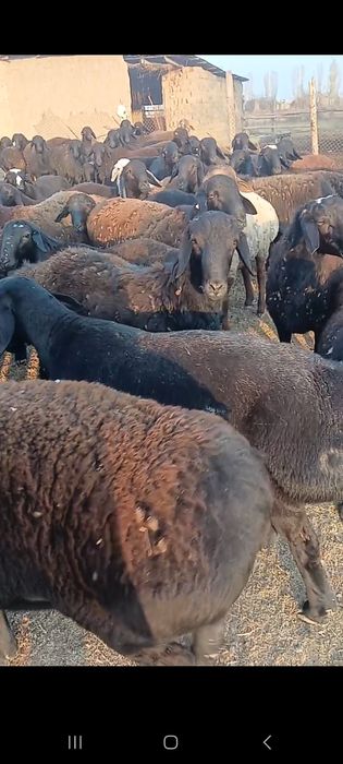 Qochqorlar 120 ta bor