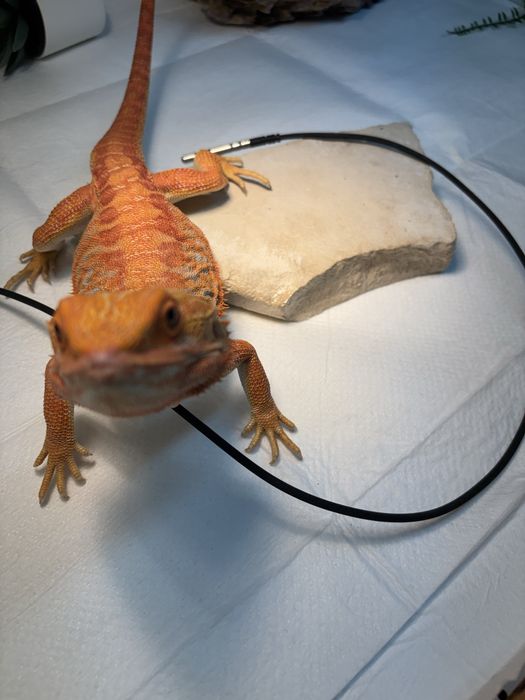 Agama cu barba + terariu complet echipat