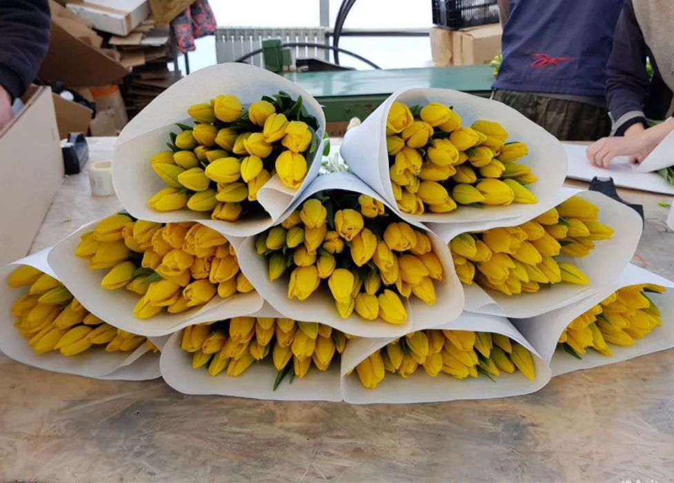 •Цветы •Тюльпаны стойкие высокие