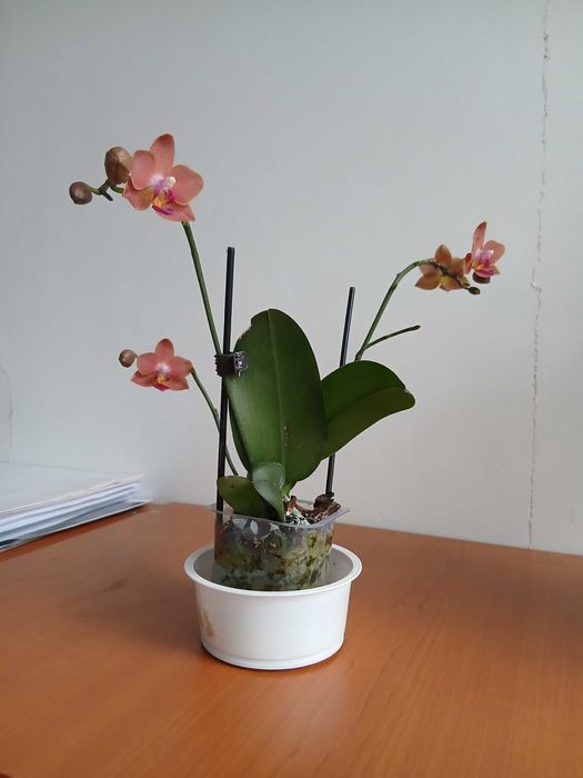 mini orhidee superba si coronita lui Iisus plante de casa