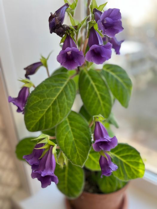 Глоксиния, тидея