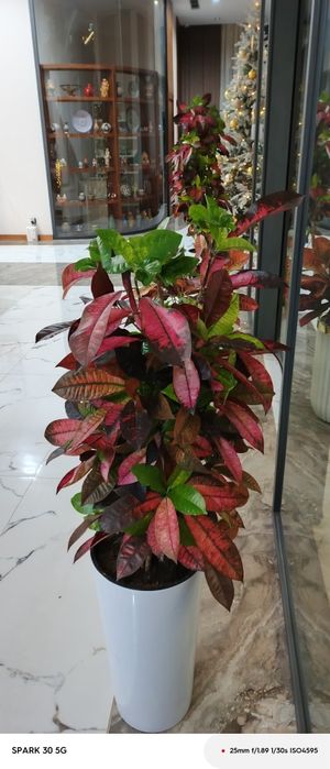 Флористика/Уход за растениями