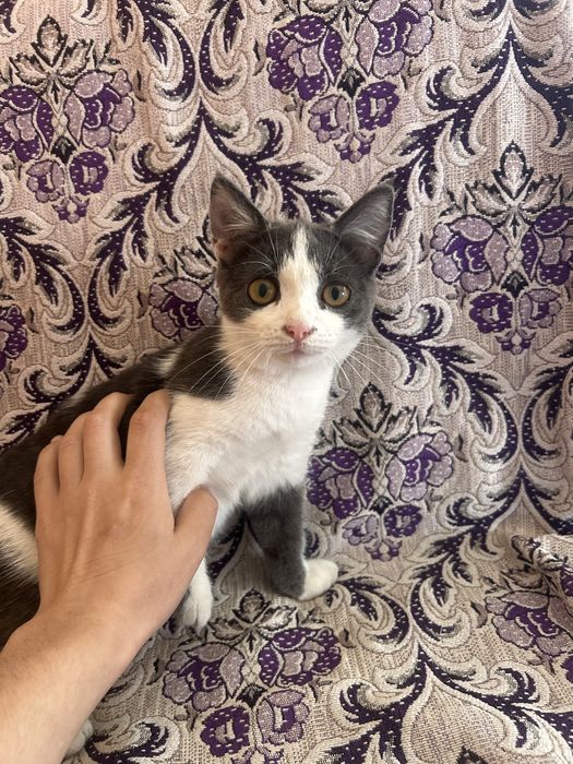 Отдам милого котёнка