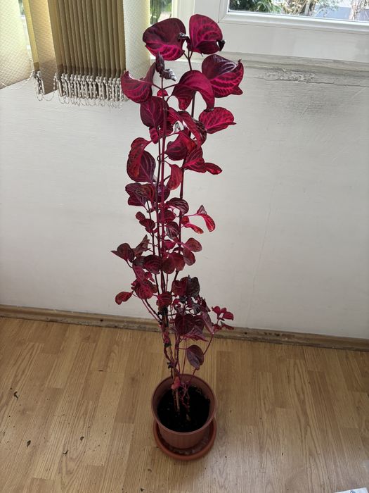 Floare ,, Frunzade sange'' inalta de 1,2 m.