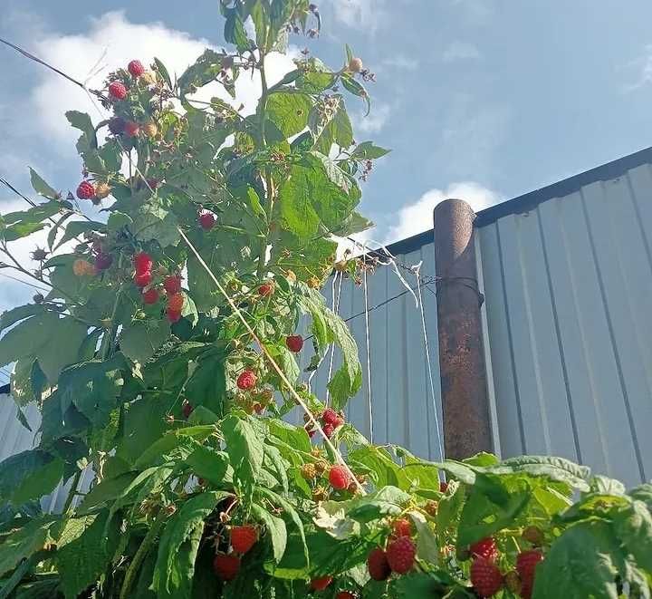 В продаже малина сорт Шапка Мономаха