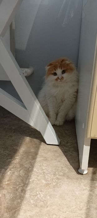 Отдам в хорошие руки