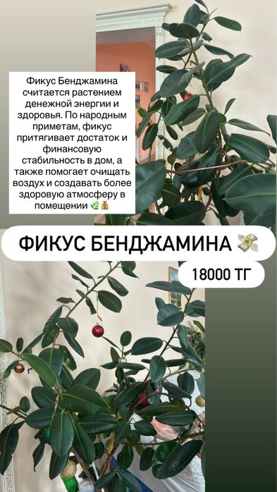 Продам цветы комнатные
