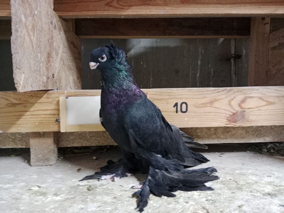 Продам   голубей