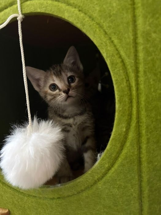 Отдам котят в добрые руки