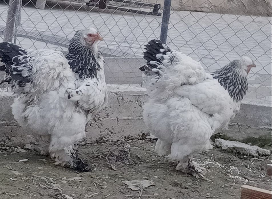 Светли голубой брама