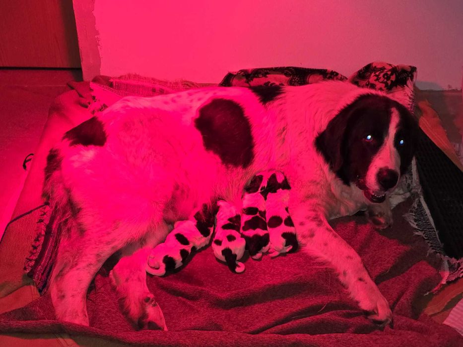 Vind catei Ciobanesc de Bucovina