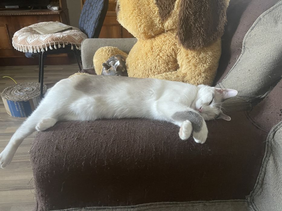 Pisici pentru adoptie