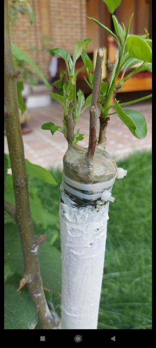 Lanshad dizayn abrezka mevali daraxtlar