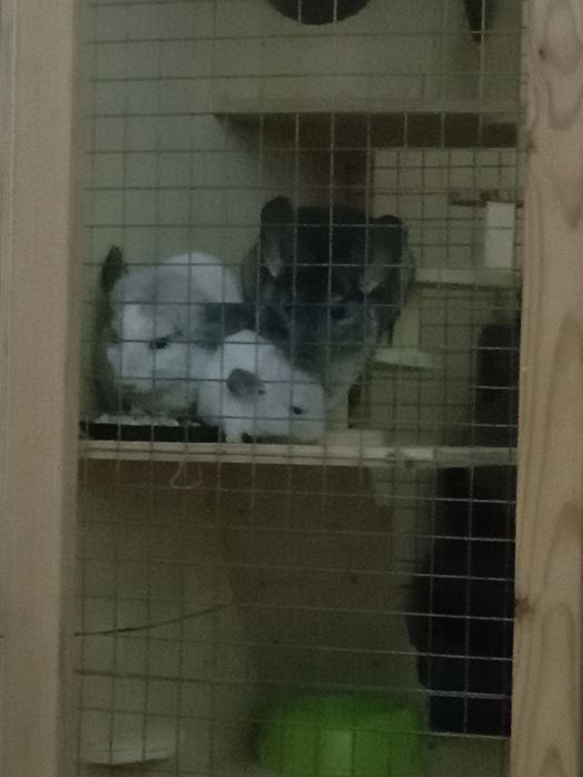 Шиншиллы семья продам