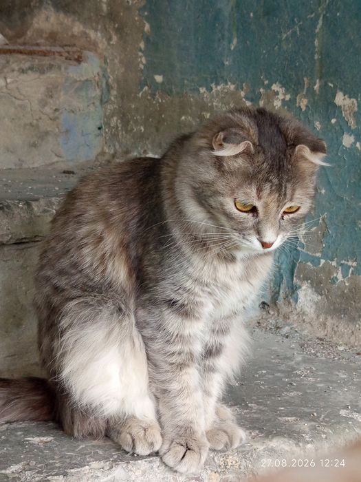 Бесплатно, кошка около 1года