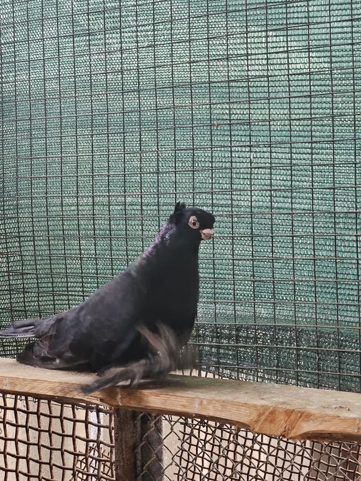 Продам голубя молодай