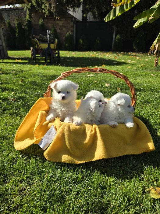 Померан померанче