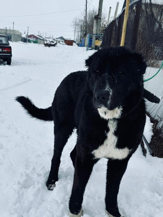 Төбет, Қарабастың қызы