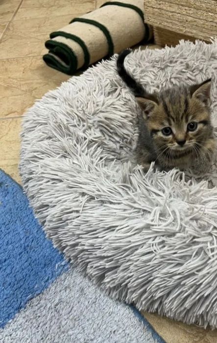 Котята  мальчики и девочки по 20-15тыс